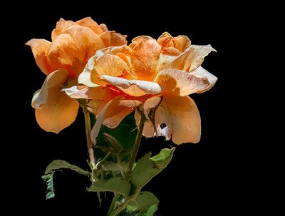 Flamenco Roses