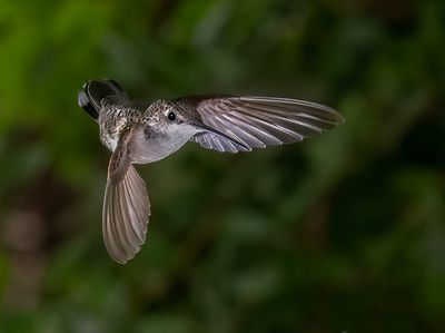 Female Black Chinned Hummer