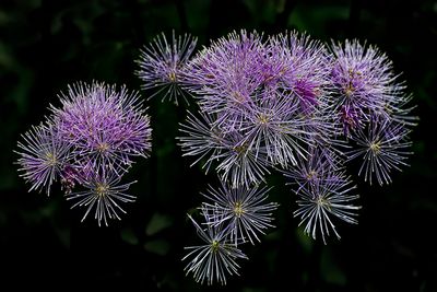Fireworks in the Garden!