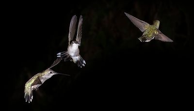 Black Chinned Hummers