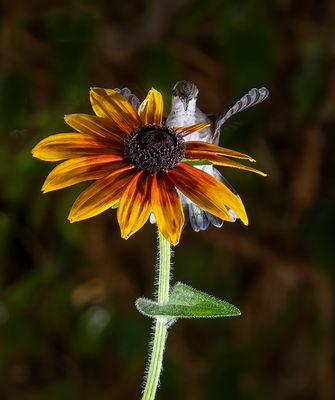 Black Chinned Hummer with a Black Eyed Susan