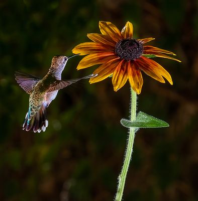 Black Chinned Hummer with a Black Eyed Susan