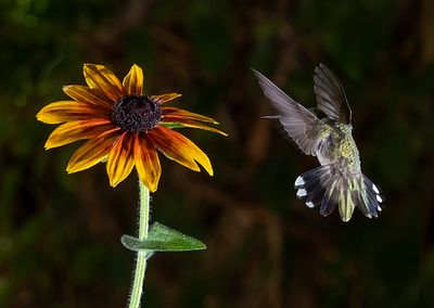 Black Chinned Hummer with a Black Eyed Susan