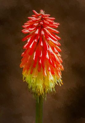 Garden Fireworks