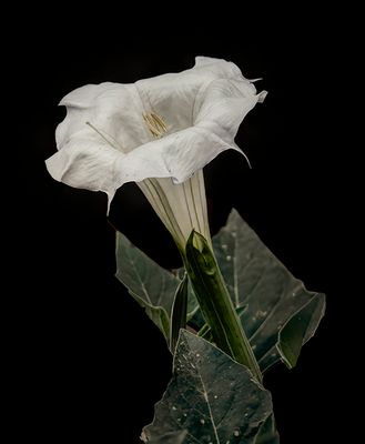 Datura