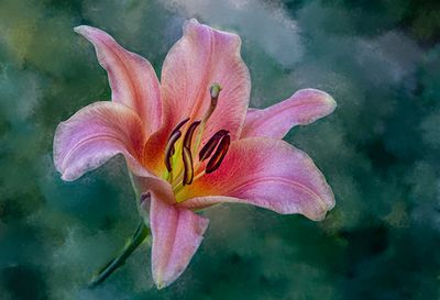 Day Lily