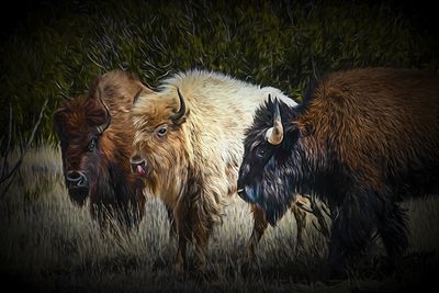 The White Bison of Madrid, NM