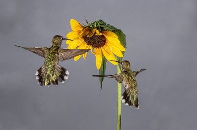 Congestion in the Garden