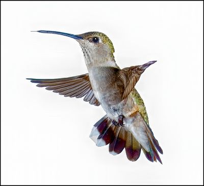 Female Black Chinned Hummer