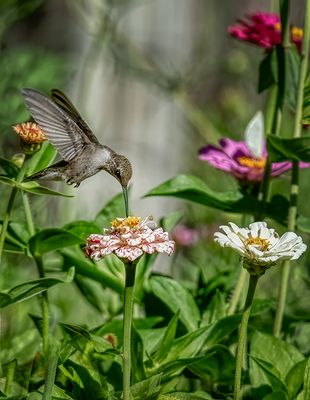 Rare Pairing - Hummer and Zinnia Blossom