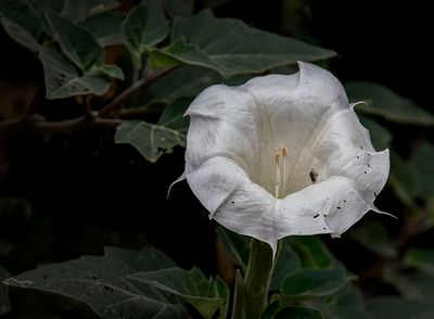 Datura