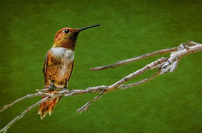 Male Rufous Hummingbird