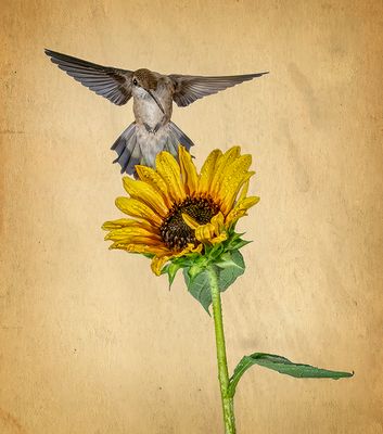 Hummer and Summer Sunflower