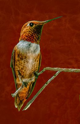 Male Rufous Hummingbird