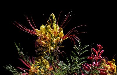 Mexican Bird of Paradise