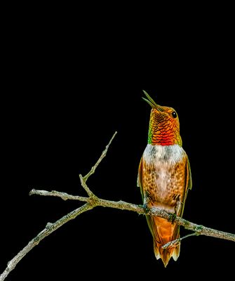 Male Rufous Hummingbird