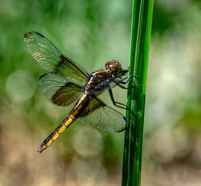 Yellow Sided Skimmer