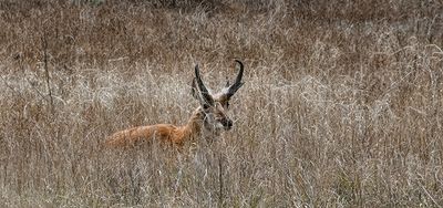 North American Pronghorn Antelope