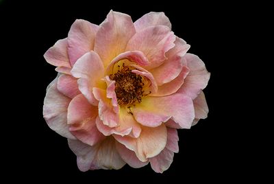 Lovely Rose