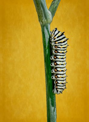 Swallowtail Butterfly Caterpillar