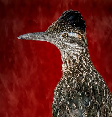 Roadrunner