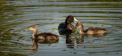 Coot Family