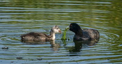 Coot Family