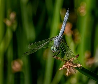 Blue Dasher