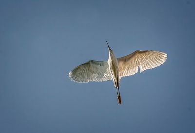 Great Egret