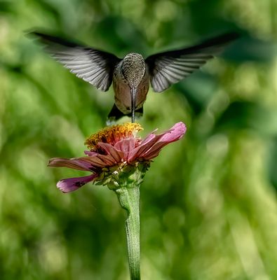 Black Chinned Hummer and Zinnia Blossom