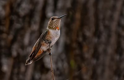 Female Rufous Hummingbird