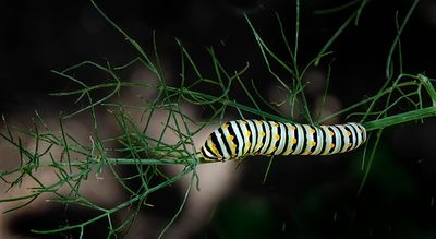 Swallowtail Butterfly Caterpillar