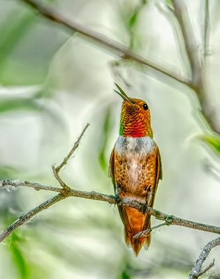 Rufous Hummingbird