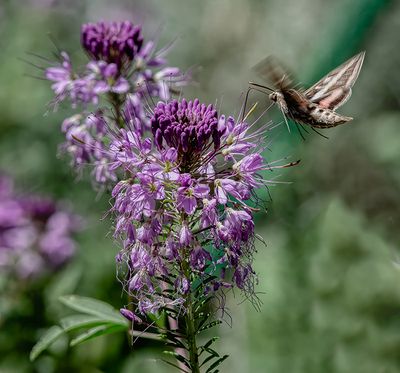 Hummingbird (Sphinx) Moth and Bee Balm Blossom