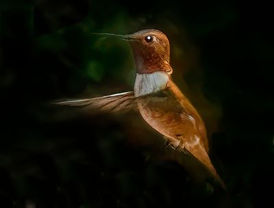 Rufous Hummingbird