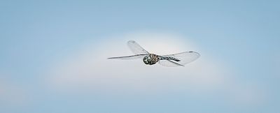 Blue Eyed Darner