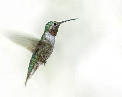Broadtail Hummingbird