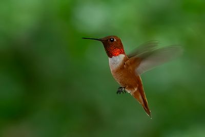 Rufous Hummingbird