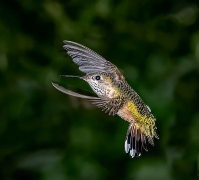 Rufous Hummingbird