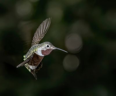 Broadtail Hummingbird