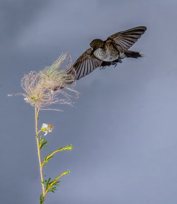 Hummer with Apache Tear Blossom