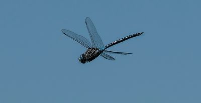 Blue Eyed Darner