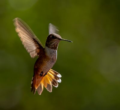 Female Rufous Hummingbird