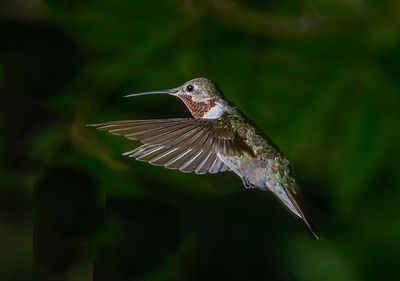 Broadtail Hummingbird