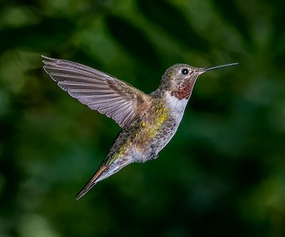 Broadtail Hummingbird