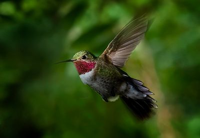 Broadtail Hummingbird