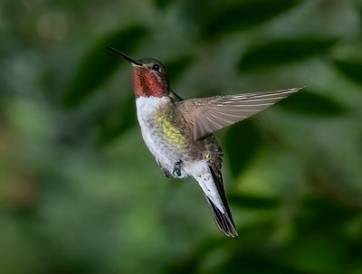 Broadtail Hummingbird