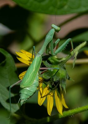 Praying Mantis Female 