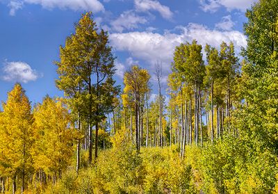 Aspens, Just Before the Peak