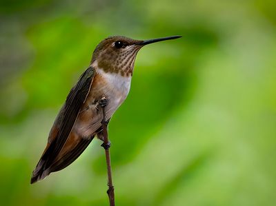 Female Rufous Hummingbird
